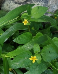 Calyptocarpus vialis