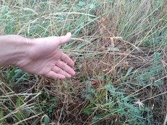 Scorzonera parviflora