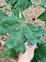 Disholcaspis globosa