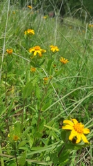 Perymenium buphthalmoides