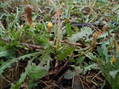 Taraxacum bessarabicum