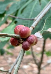 Disholcaspis globosa