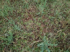 Taraxacum bessarabicum