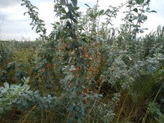 Halimodendron halodendron