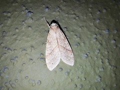 Lophocampa annulosa
