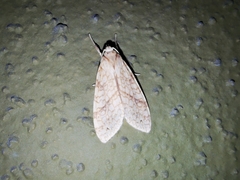 Lophocampa annulosa