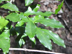 Toechima tenax