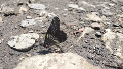 Catasticta flisa flisa