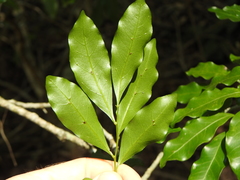 Toechima tenax