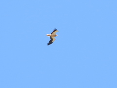 Neophron percnopterus