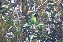 Chloropsis sonnerati