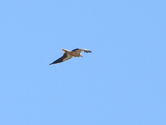 Neophron percnopterus