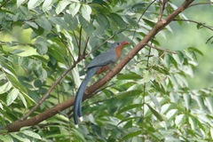 Zanclostomus javanicus
