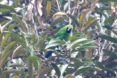 Chloropsis sonnerati