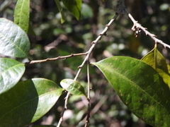 Cleistanthus cunninghamii