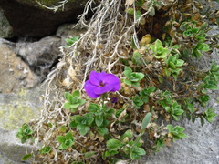 Aubrieta deltoidea