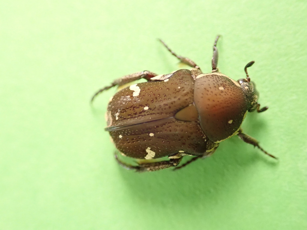 Brown Flower Beetle