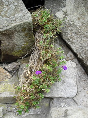 Aubrieta deltoidea