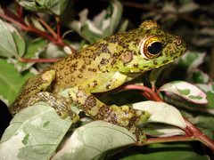 Itapotihyla langsdorffii