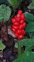 Arum maculatum