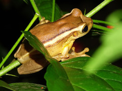 Trachycephalus mesophaeus