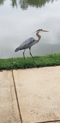 Ardea herodias