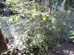 Cleistanthus cunninghamii