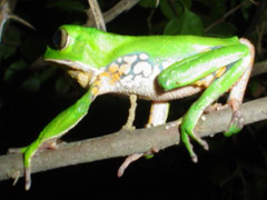 Phyllomedusa burmeisteri