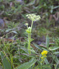 Angelica decursiva