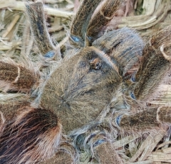 Eucratoscelus pachypus