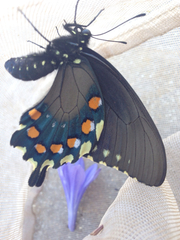 Battus philenor hirsuta