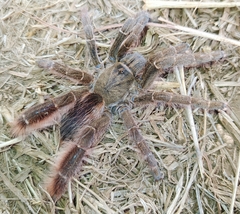 Eucratoscelus pachypus