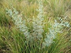 Halimodendron halodendron