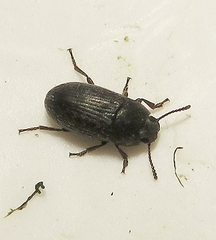 Blapstinus pratensis