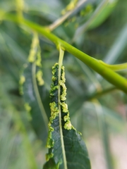 Aculus
