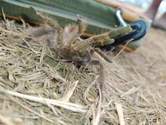 Eucratoscelus pachypus