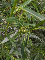 Aculus