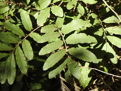 Cupaniopsis tomentella