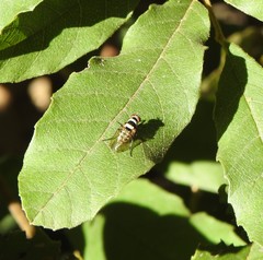 Anthomyia medialis