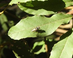 Anthomyia medialis