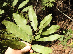 Cupaniopsis tomentella