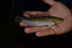 Crenicichla