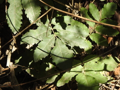 Cupaniopsis tomentella