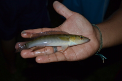 Crenicichla