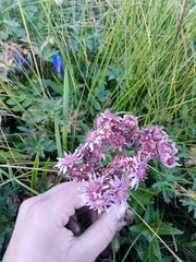 Sempervivum caucasicum