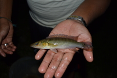 Crenicichla