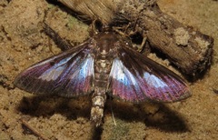 Diaphania praxialis