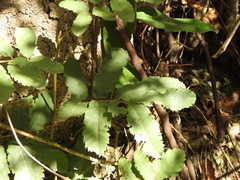 Cupaniopsis tomentella