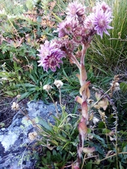 Sempervivum caucasicum