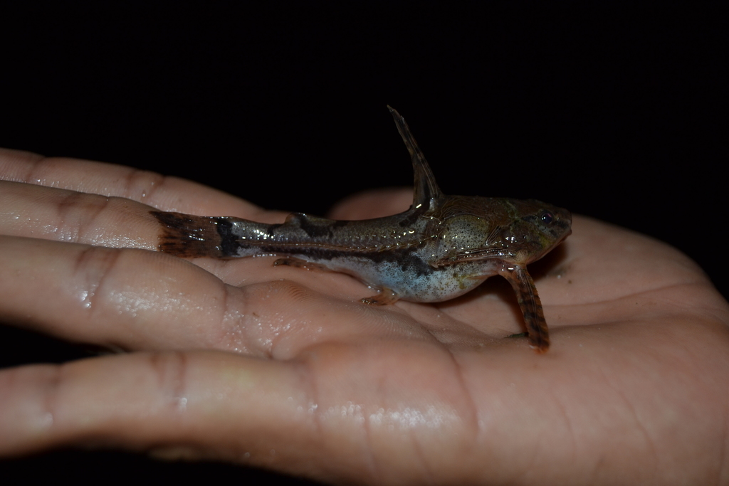 Marbled Talking Catfish